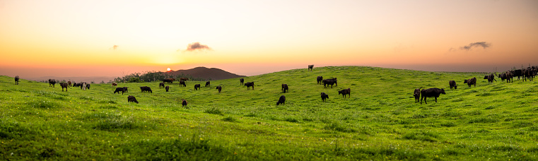 A wide panorama in the highlands of lots of cows grazing on grass in a wide open field at sunrise.