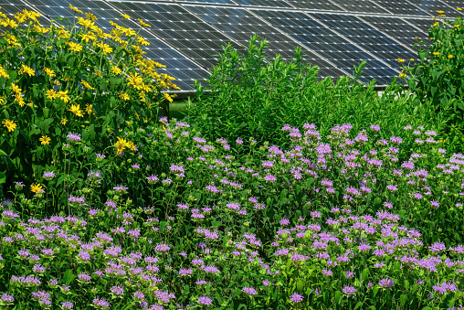 Bee balm and perennial sunflowers with solar panels in the background illustrating sustainability by coexisting in a pollinator garden.  Bee balm or Monarda is a flowering plant in the mint family.