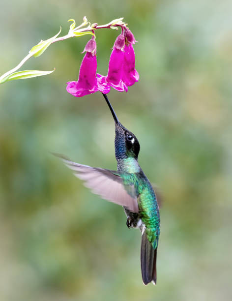 istock Hummingbird Photograph 1406430881