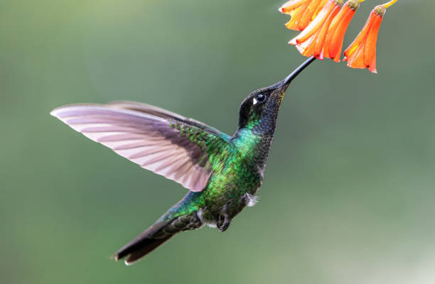 istock Hummingbird Photograph 1406430895