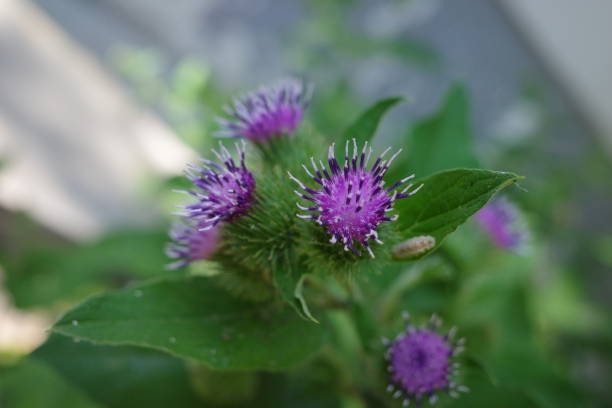 istock burdock blooms close-up. Plant background 1406432583