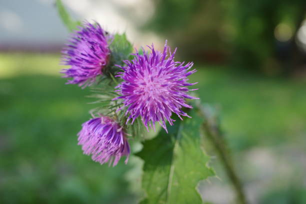 istock burdock blooms close-up. Plant background 1406432602