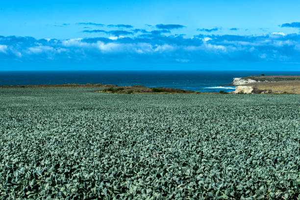 wild sea kale on a pebble beach