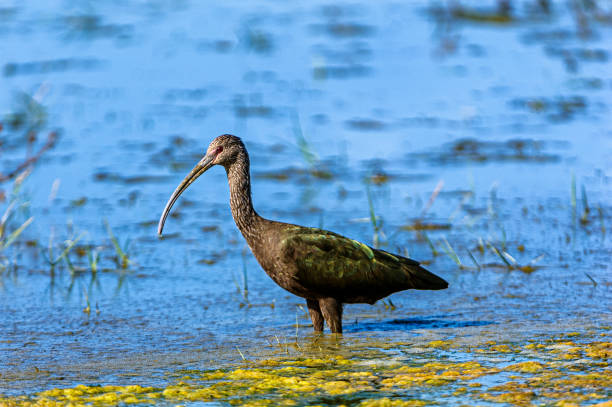 淡水沼に立つ光沢のあるトキの鳥 - glossy ibis ストックフォトと画像