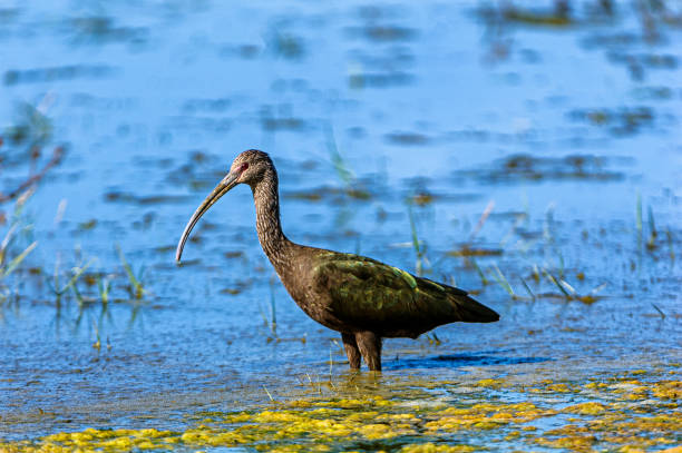 глянцевая птица ибис, стоящая в пресноводном болоте - glossy ibis стоковые фото и изображения