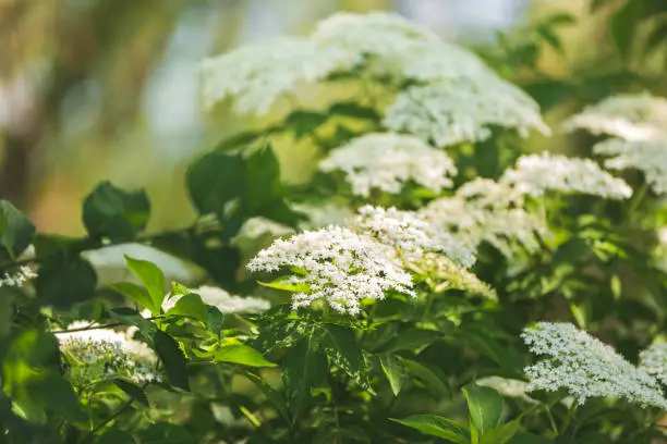 Elderflower tree  in bloom with nectar and pollen visible in late spring. Selective focus, copy space