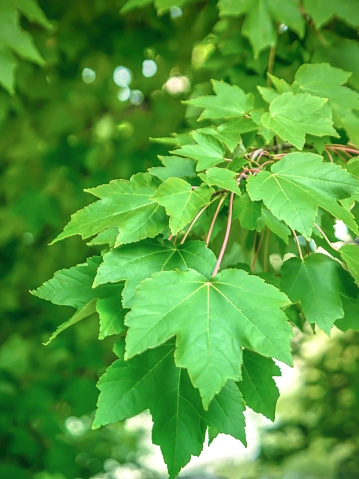 Close up of a maple tree in the summer