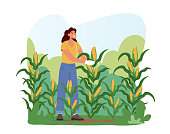 istock Woman Farmer in Gloves Harvesting Corn on Field. Gardener Female Character Working, Collecting Ripe Vegetables Crop 1406436593