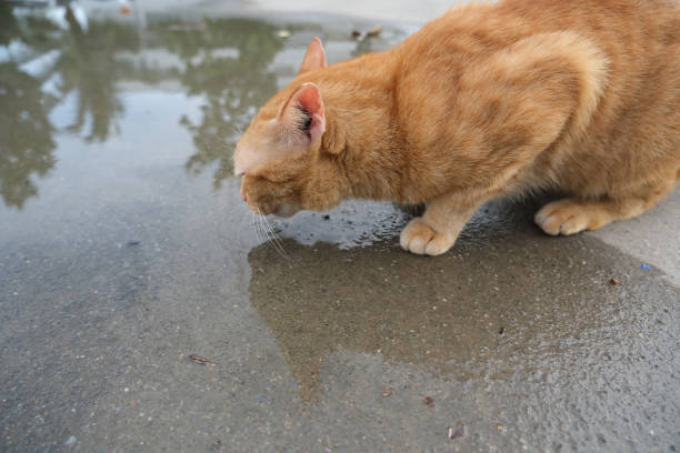 istock The cat crouched on the wet floor. 1406436638