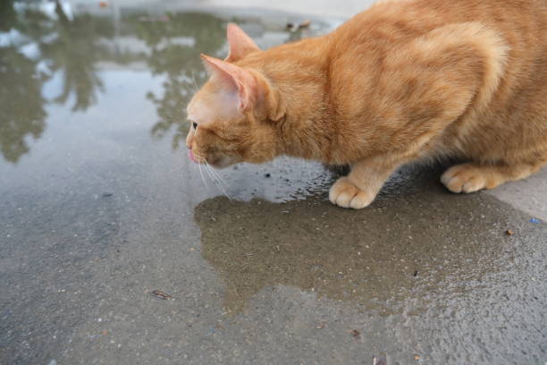 istock The cat is licking the water. 1406436791