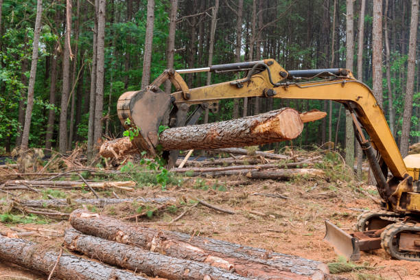 istock In the forest, it lifts logs using a tractor manipulator to land is cleared to construct houses 1406437546