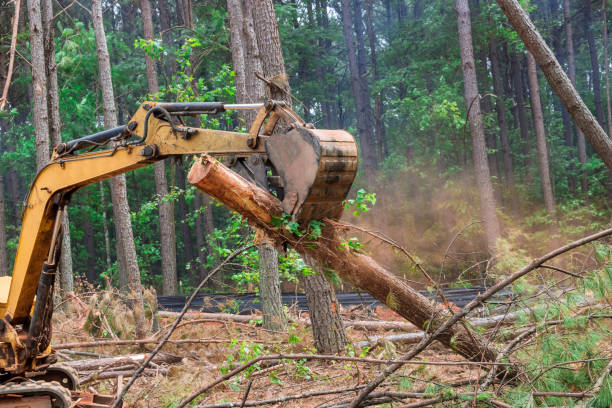 istock During forest work, it lifts logs with a tractor manipulator 1406437548
