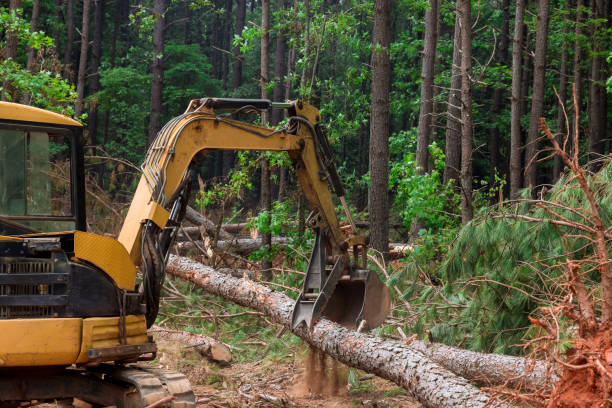 istock Work is done on a tractor manipulator in forests, which lifts logs 1406437549