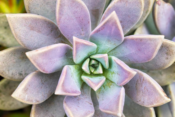 istock Graptopetalum paraguayense 1406437561