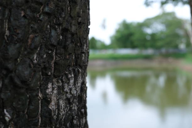 istock Part of the tree with black bark. 1406437692