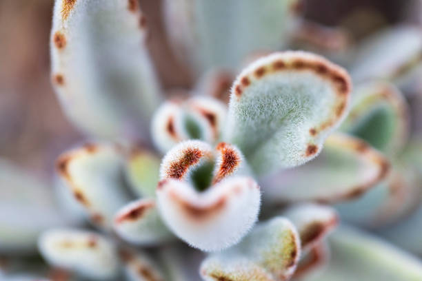 calanchoe tomentosa calanchoe tomentosa calanchoe stock pictures, royalty-free photos & images