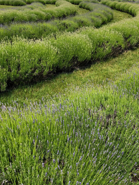 istock Beautiful lavender plants budding in field 1406439475