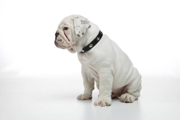 English Bulldog Puppy photographed on a white back ground