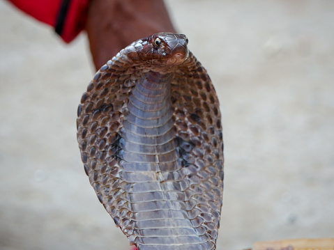 Pushkar, Rajasthan India - November 05, 2019 : Snake charmer or Snake charming is the practice of appearing to hypnotize a snake (often a cobra).