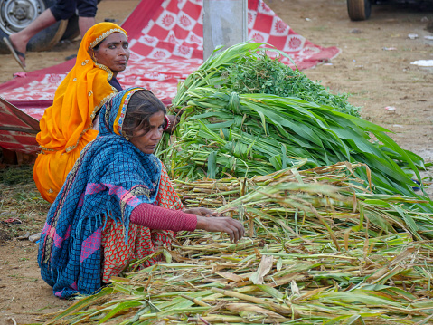 Pushkar, Rajasthan / India - November 5, 2019 : Indian village area depend on agriculture trade. Female farmers caring crop in cities to sell crops.