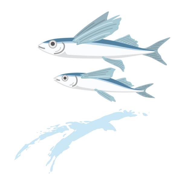illustrazioni stock, clip art, cartoni animati e icone di tendenza di illustrazione in stile giapponese di pesci volanti - pesce volante immagine