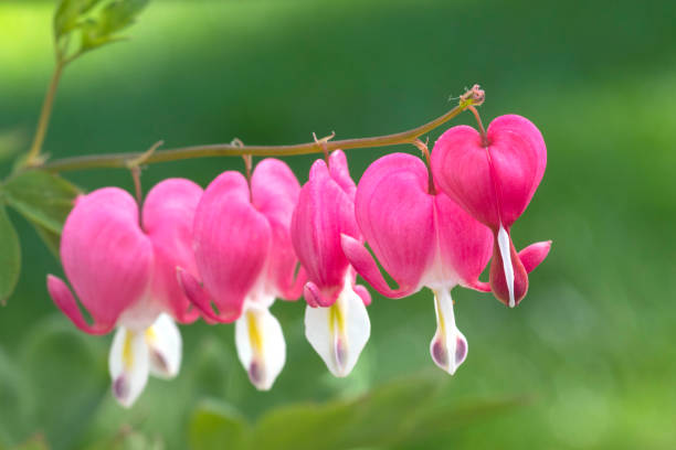 istock Bleeding Heart in Garden 1406444550