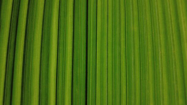 istock Green palm leaf, green background, close-up view 1406444689