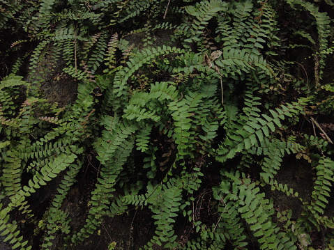 Adiantum edgeworthii maidenhair fern, close-up view