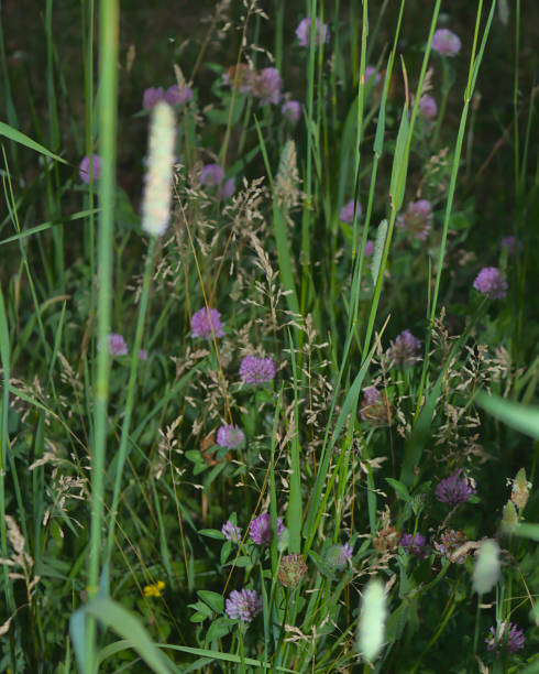 trébol entre la hierba - blade of grass flash fotografías e imágenes de stock