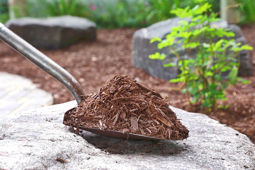 Close up of shovel filled with mulch in back yard garden