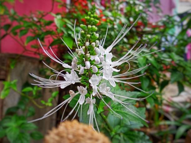 Orthosiphon aristatus plant Orthosiphon aristatus plant in the yard, as a herbal medicine orthosiphon aristatus stock pictures, royalty-free photos & images