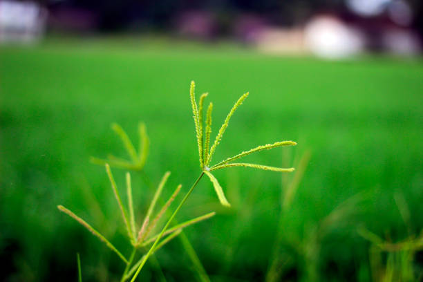 The vast expanse of beautiful rice fields with coconut trees in the middle of the rice fields, small cottages for resting and the morning dew gives an extraordinary impression.