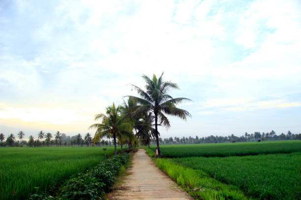 istock The vast expanse of beautiful rice fields 1406452725