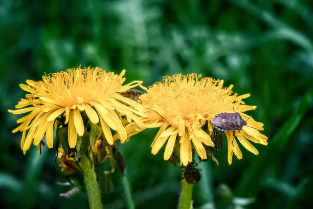 Hairy shieldbugs on yellow dandelion blossoms. Close up