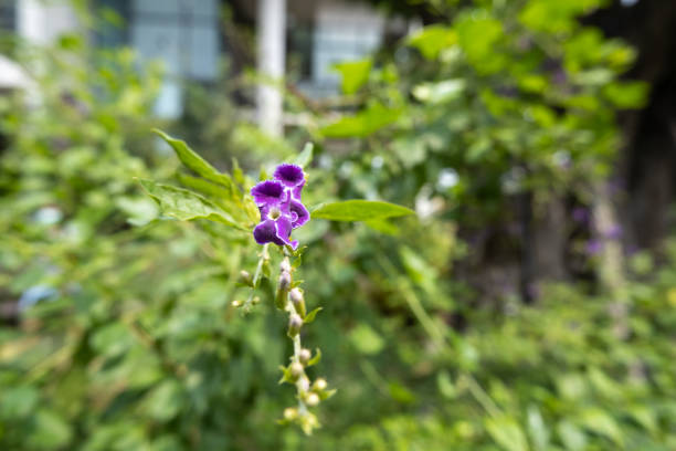 Duranta repens, beautiful deep purple blooming, blurred background.