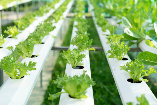 栽培水耕栽培農場の緑の野菜 - hydroponics ストックフォトと画像