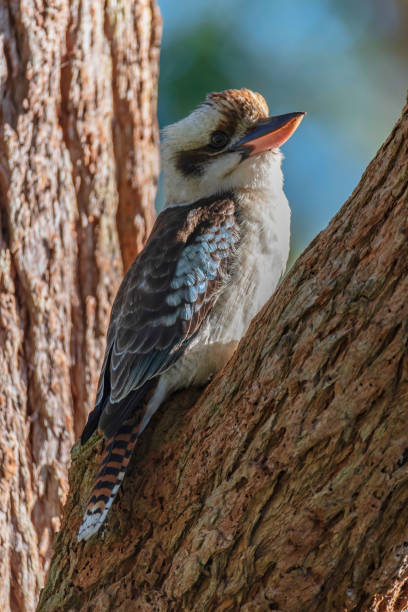 istock Laughing Kookaburra on a gum tree branch 1406465529