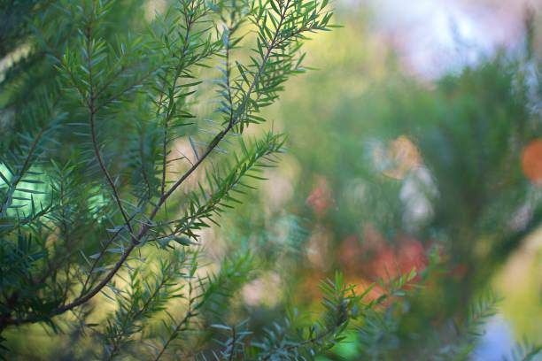 istock Green leaves on tree branch with blurred table on background in garden 1406465698
