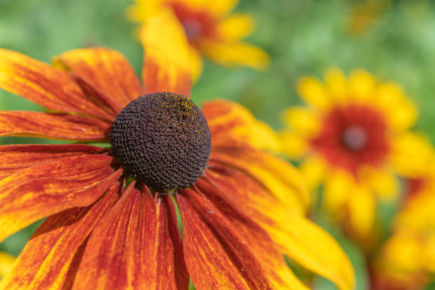 flores rudbeckia, rudbeckie no jardim na primavera. - macro close up sunflower france - fotografias e filmes do acervo