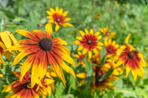 flores rudbeckia, rudbeckie no jardim na primavera. - macro close up sunflower france - fotografias e filmes do acervo