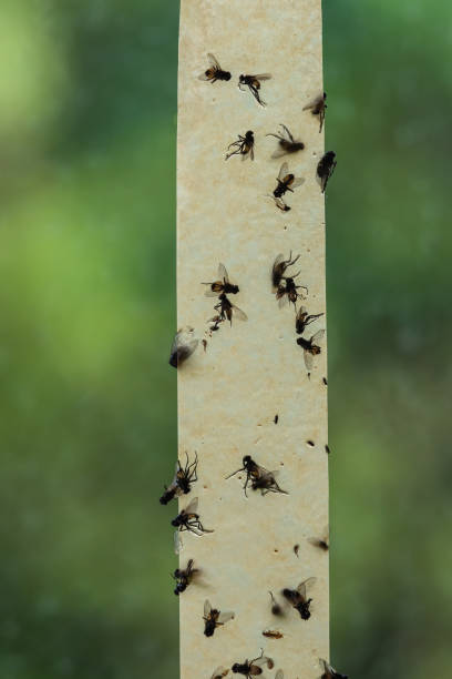 dead flies on sticky tapes. flypaper, sticky tape. trap for flies, insects. flies stuck, trap for insects insects. lot of flies stuck to the yellow sticky tape. stock photo