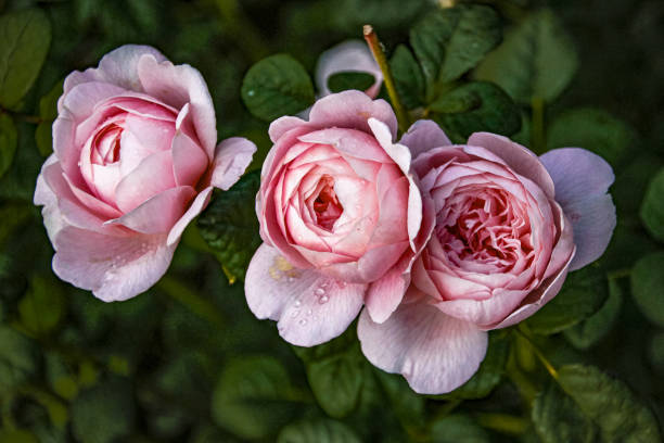 istock beautiful delicate spring flower. flowers pink roses 1406467334