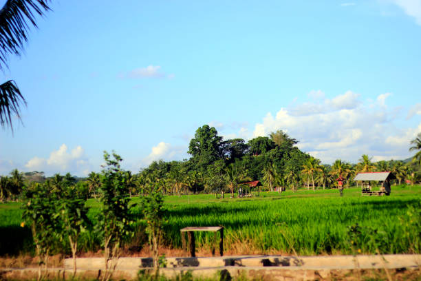 istock The vast expanse of beautiful rice fields 1406467417