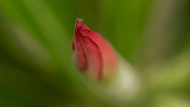istock Close up of a pink flower bud. 1406468034