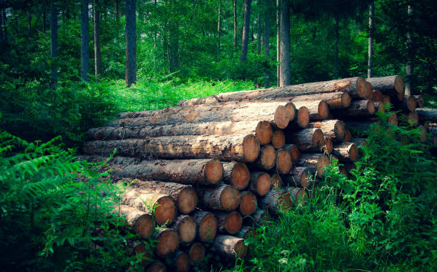A heap of cut logs ready to be collected on the edge of a forest