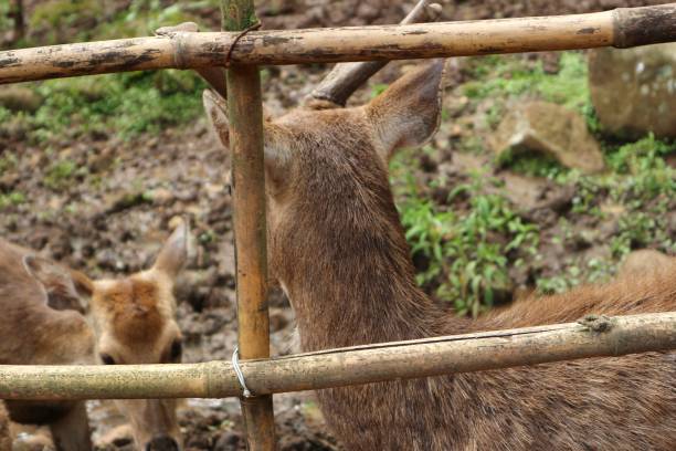 istock deer in captivity in Bandung city forest 1406469196