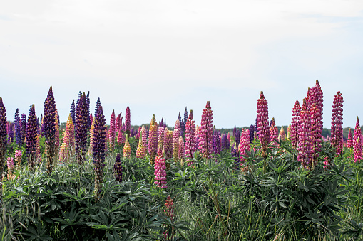 A field of Lupines