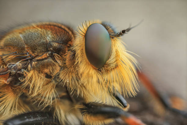 istock Robber fly with macro photography. 1406470581