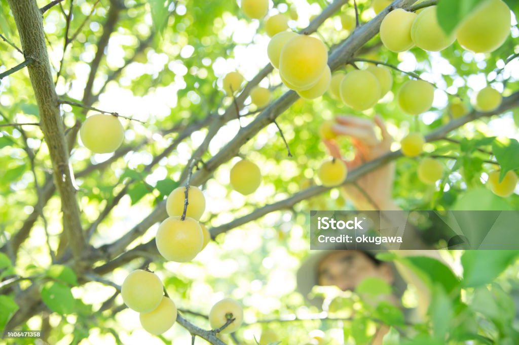 man harvesting ripe plum from the tree Niigata Prefecture Stock Photo