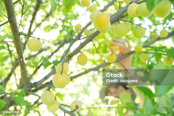 Man Harvesting Ripe Plum From The Tree Stock Photo - Download Image Now - Niigata Prefecture, Active Lifestyle, Agriculture
